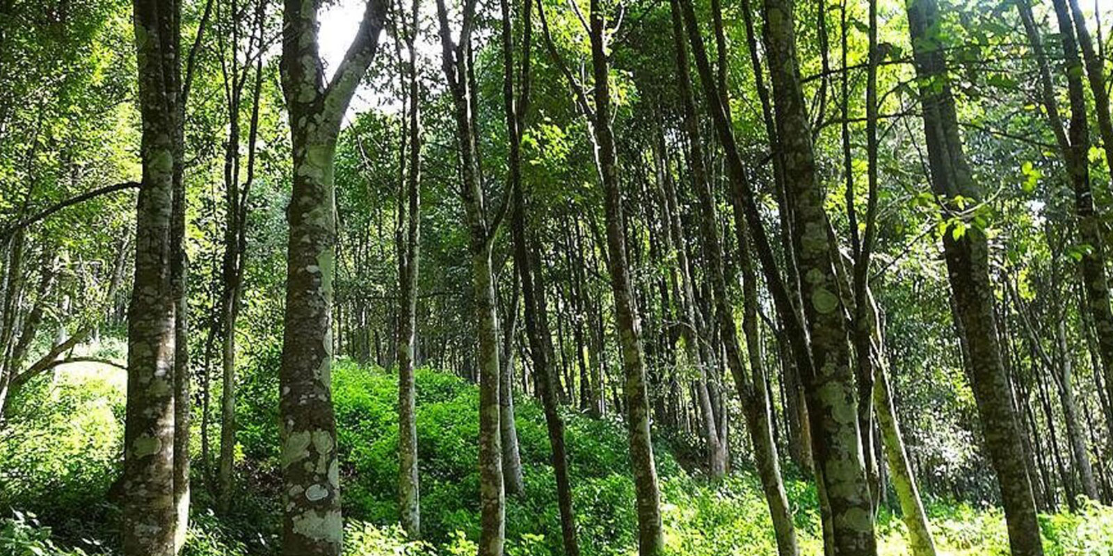 Agarwood Tree in India - Why it is Used in Perfume